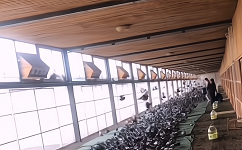 赛级信鸽战力惊人！