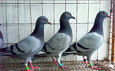 RFID脚环标签对于信鸽信息化管理应用